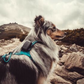 Dogtrace DOG GPS mini nyomkövető (8)