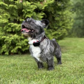 Dogtrace DOG GPS mini nyomkövető (9)