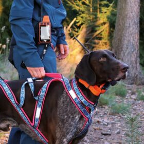 Plusz nyakörv GPS nyakörv DOG GPS X40 Dogtrace (3)