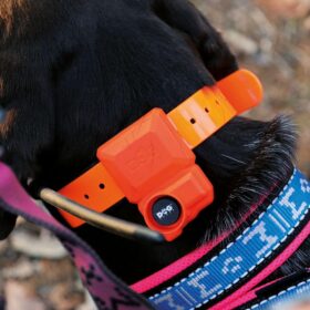 Plusz nyakörv GPS nyakörv DOG GPS X40B Dogtrace (2)
