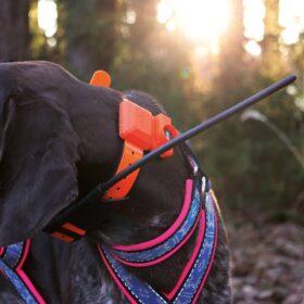 Plusz nyakörv GPS nyakörv DOG GPS X40B Dogtrace (3)