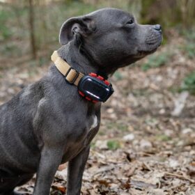 Dogtrace DOG GPS ultra nyomkövető kutyáknak (3)