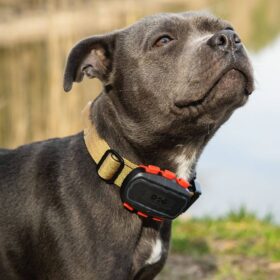 Dogtrace DOG GPS ultra nyomkövető kutyáknak (4)