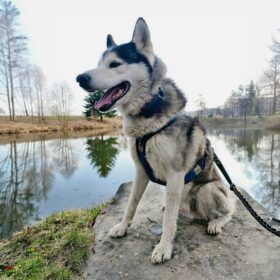 Dogtrace DOG GPS ultra nyomkövető kutyáknak (5)